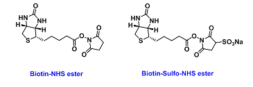 齐岳生物提供几百种生物素(Biotin)标记蛋白、药物、多糖、多肽定制合成服务