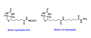 齐岳生物提供几百种生物素(Biotin)标记蛋白、药物、多糖、多肽定制合成服务