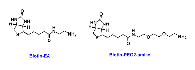 齐岳生物提供几百种生物素(Biotin)标记蛋白、药物、多糖、多肽定制合成服务