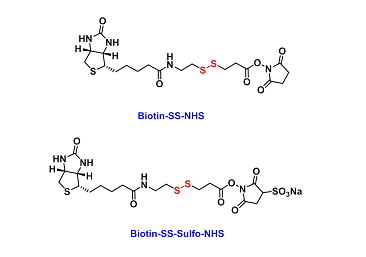 齐岳生物提供几百种生物素(Biotin)标记蛋白、药物、多糖、多肽定制合成服务