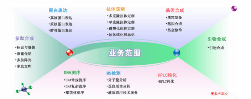 多肽的定制合成，提供多种修饰