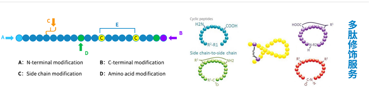 多肽的定制合成，提供多种修饰