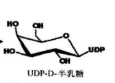 UDP(尿苷二磷酸)、GDP(二磷酸鸟苷)与GMP(磷酸鸟苷)的功能化核苷酸糖产品定制合成