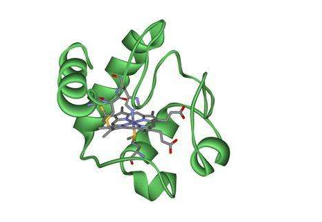 FITC-Cytochrome C,绿色荧光素标记细胞色素C