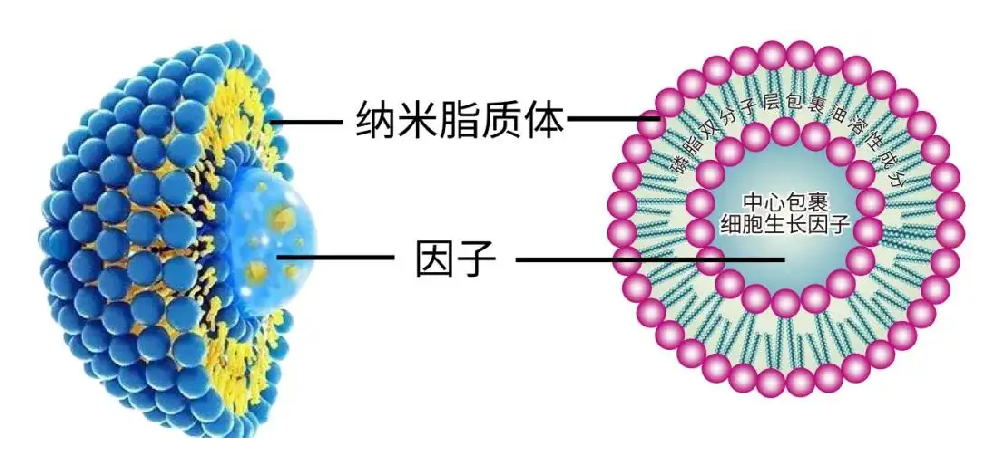 药物递送