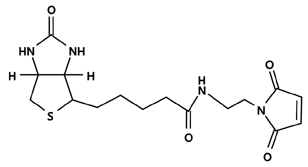 生物素C2马来酰亚胺 CAS：139554-72-6