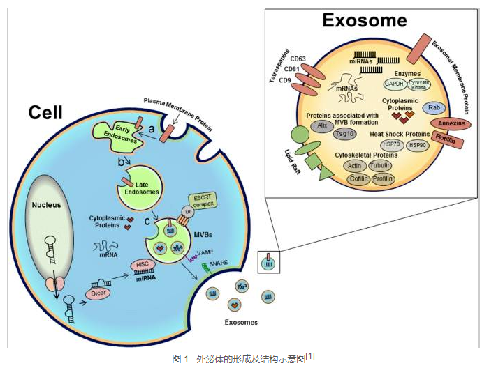  外泌体的形成及结构示意图