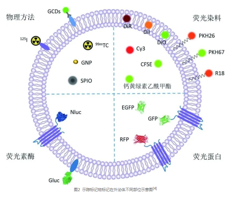 示踪标记物标记在外泌体不同部位示意图
