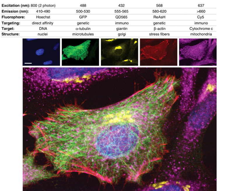 细胞荧光标记技术详解：小分子荧光染料、免疫荧光标记、荧光蛋白技术