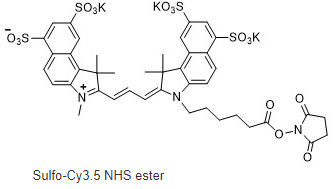 Sulfo-Cyanine3.5 NHS ester 