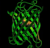 Alginate-Thiol