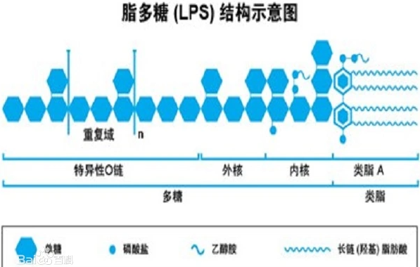 脂多糖