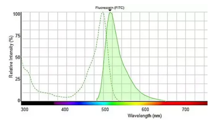 异硫氰酸荧光素标记万古霉素(FITC-Vanco)