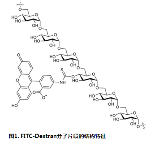 异硫氰酸荧光素标记的葡聚糖(FITC-dextran)